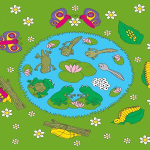 FROG AND BUTTERFLY LIFECYCLE MAT