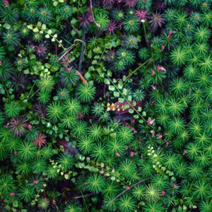 FOREST FLOOR