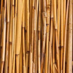 BAMBOO