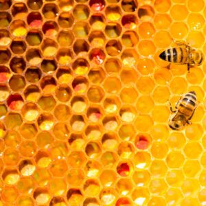 HONEYCOMB