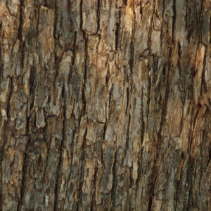 TREE BARK