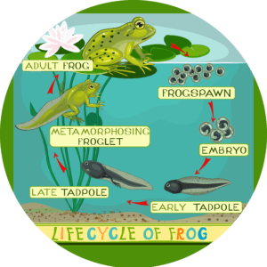 FROG LIFECYCLE