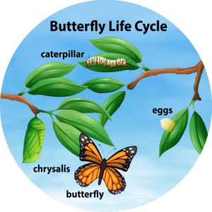 BUTTERFLY LIFECYCLE