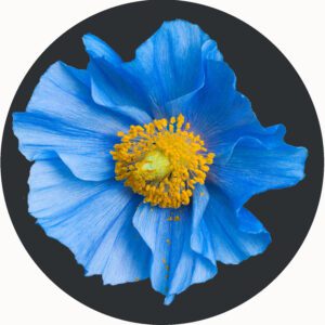 FLOWER PLAYMAT BLUE