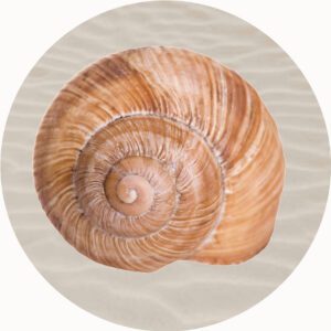 SHELL PLAYMAT SEA SNAIL