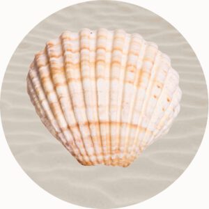 SHELL PLAYMAT SCALLOP