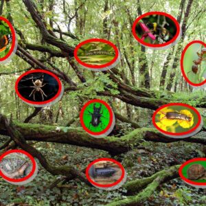 MINIBEASTS