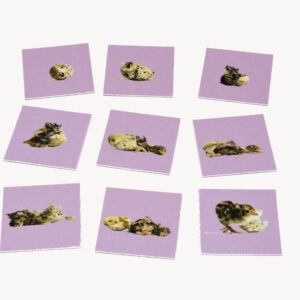 SEQUENCING - HATCHING CHICK