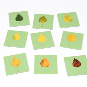SEQUENCING - TURNING LEAF