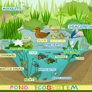 POND ECO-SYSTEM WALLBOARD