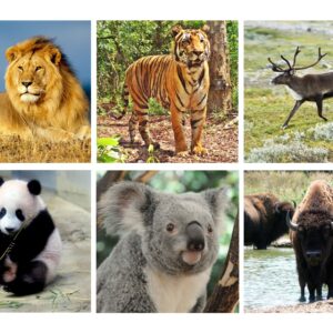 ANIMALS AROUND THE WORLD WALLBOARD