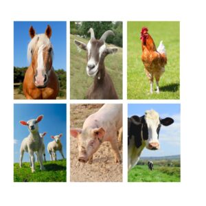 FARM ANIMAL WALLBOARDS