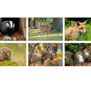 WOODLAND ANIMALS WALLBOARDS