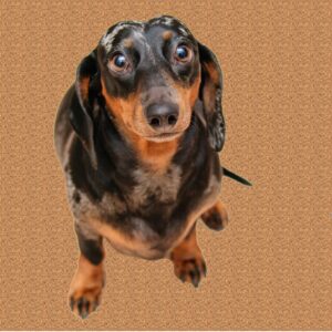 DOG GROOMERS PLAYTOP