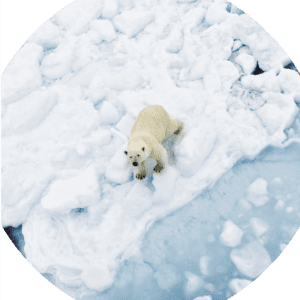 POLAR MAT